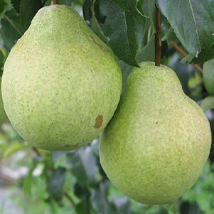 Груша Просто Мария (саженцы)