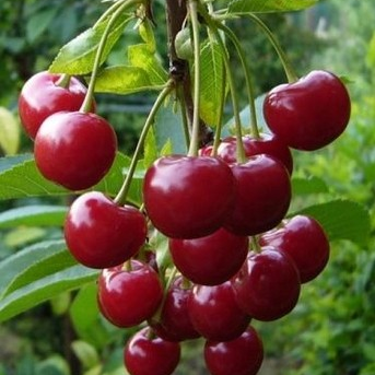Черешня Минчанка (саженцы)