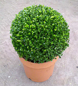 Самшит вечнозеленый 20-30см С2