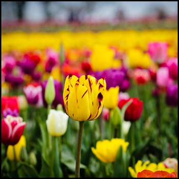 Луковичные цветы для посадки осенью