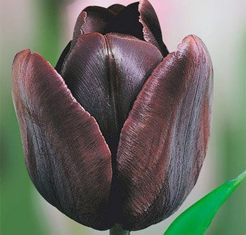 Тюльпан CAFE NOIR 12+