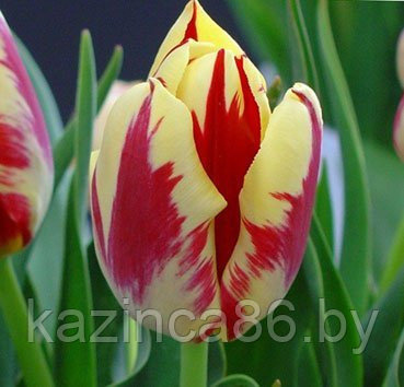 Тюльпан GRAND PERFECTION 12+ - фото 1 - id-p47763020
