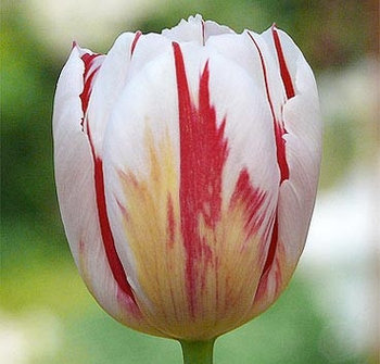 Тюльпан HAPPY GENERATION 12+