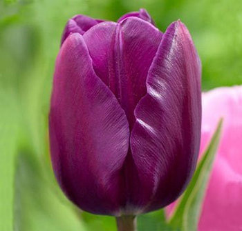 Тюльпан NEGRITA 12+