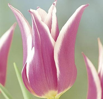 Тюльпан BALLADE 12+