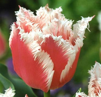 Тюльпан BELLSONG 12+