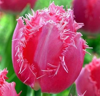 Тюльпан CACHAREL 12+