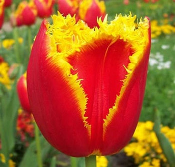 Тюльпан DAVENPORT 12+