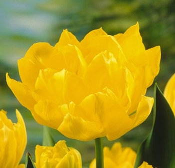 Тюльпан MONTE CARLO 12+