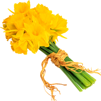Нарциссы