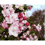 Картина по номерам Весеннее цветение 40х50 см