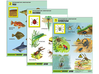 Комплект таблиц для нач. шк. "Окружающий мир. Животный мир" (8 табл., А1, лам.) - фото 1 - id-p47813714