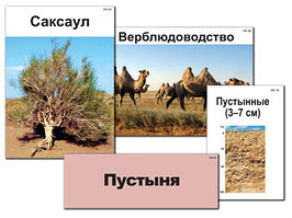 Модель-аппликация "Природные зоны России" (ламинированная)
