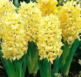 Гиацинт Yellow Queen 18-19