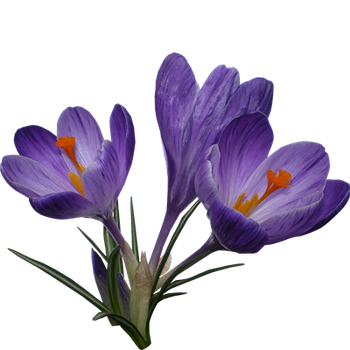 Крокусы и другие мелколуковичные цветы