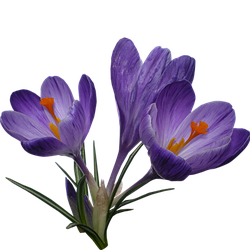 Крокусы и другие мелколуковичные цветы