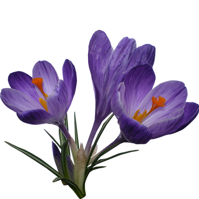 Крокусы и другие мелколуковичные цветы