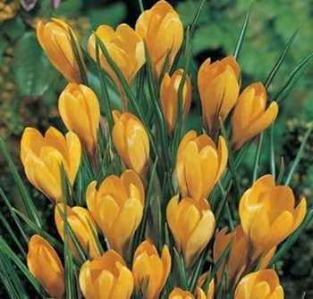 Крокус Yellow 10+