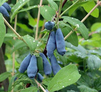 Жимолость "К6-35" (двухлетняя)