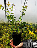 Голубика "Дюк" (1-летка), фото 2