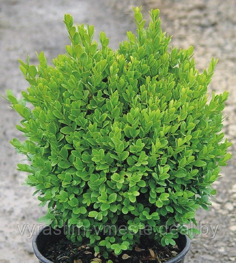 Самшит BUXUS SEMP С 2, РП