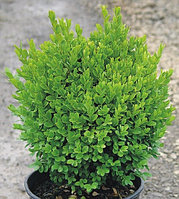 Самшит BUXUS SEMP С 2, РП