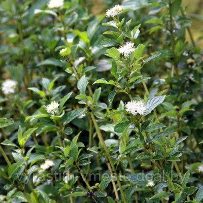 Дёрен отпрысковый Флавирамеа (Cornus stolonifera Flaviramea), С3, выс.60-70см