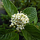 Дёрен отпрысковый Флавирамеа (Cornus stolonifera Flaviramea), С3, выс.60-70см, фото 3