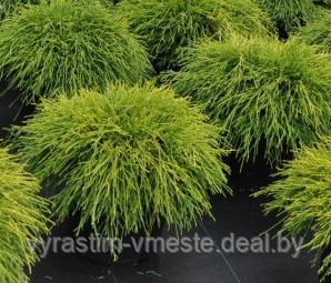 Кипарисовик горохоплодный Санголд (Chamaecyparis pisifera `Sungold`) С20 - фото 2 - id-p48719082