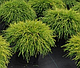 Кипарисовик горохоплодный Санголд (Chamaecyparis pisifera `Sungold`) С20, фото 2