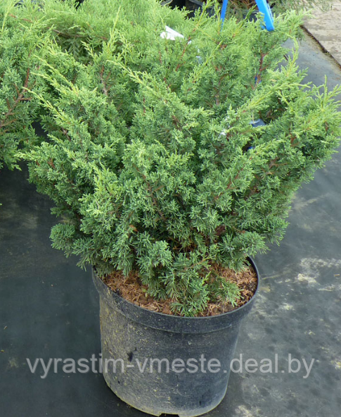 Можжевельник китайский Блау (Juniperus chinensis «Blaauw» ) С5 В.40-50 см - фото 2 - id-p48963319