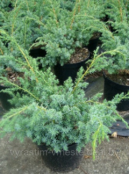 Можжевельник китайский Блу Альпс (Juniperus chinensis 'Blue Alps ) С35 В110-120 см - фото 1 - id-p48967851