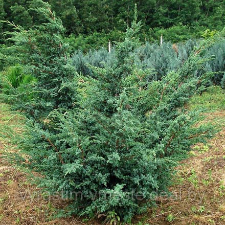 Можжевельник китайский Блу Альпс (Juniperus chinensis 'Blue Alps ) С35 В110-120 см - фото 2 - id-p48967851