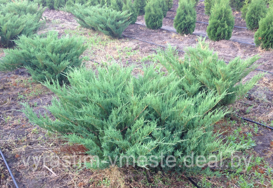 Можжевельник Блю Донай (Juniperus sabina Blue Donau) С3 В.40-50 см - фото 1 - id-p48967950