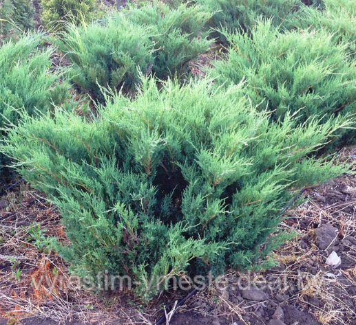 Можжевельник Блю Донай (Juniperus sabina Blue Donau) С3 В.40-50 см - фото 2 - id-p48967950