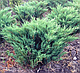 Можжевельник Блю Донай (Juniperus sabina Blue Donau) С3 В.40-50 см, фото 2