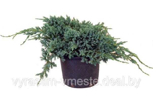 Можжевельник чешуйчатый Блу Карпет (Juniperus squamata 'Blue Carpet’) С5 Д.65-70 см