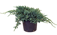 Можжевельник чешуйчатый Блу Карпет (Juniperus squamata 'Blue Carpet ) С5 Д.65-70 см