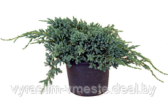 Можжевельник чешуйчатый Блу Карпет (Juniperus squamata 'Blue Carpet’) С5 Д.65-70 см