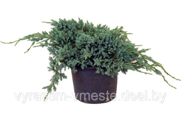 Можжевельник чешуйчатый Блу Карпет (Juniperus squamata 'Blue Carpet ) С5 Д.65-70 см - фото 1 - id-p48968032