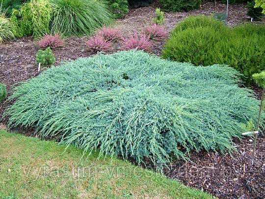 Можжевельник чешуйчатый Блу Карпет (Juniperus squamata 'Blue Carpet ) С5 Д.65-70 см - фото 2 - id-p48968032