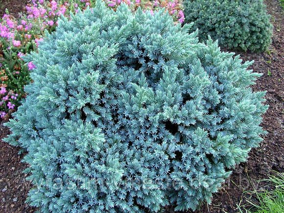 Можжевельник чешуйчатый Блю (Стар Juniperus squamata "Blue Star") С3 В. 15-20 см - фото 2 - id-p48968083