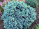Можжевельник чешуйчатый Блю (Стар Juniperus squamata "Blue Star") С3 В. 15-20 см, фото 2