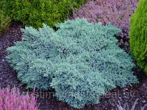 Можжевельник чешуйчатый Блю (Стар Juniperus squamata "Blue Star") С3 В. 15-20 см - фото 3 - id-p48968083