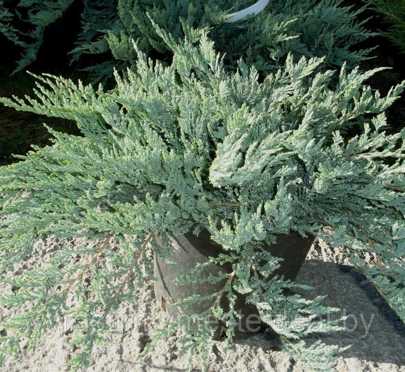 Можжевельник горизонтальный Блю Чип (Juniperus horisontalis Blue Chip) С3 Д.25-30 см - фото 4 - id-p48968384