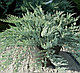 Можжевельник горизонтальный Блю Чип (Juniperus horisontalis Blue Chip) С3 Д.25-30 см, фото 4