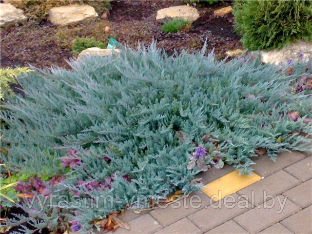 Можжевельник горизонтальный Блю Чип (Juniperus horisontalis Blue Chip) С3 Д.25-30 см - фото 3 - id-p48968384