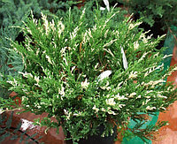 Можжевельник казацкий Вариегата (Juniperus sabina 'Variegata ), С3, диам: 30-40см