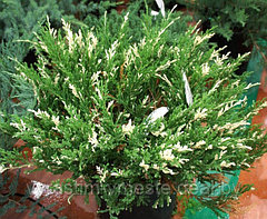 Можжевельник казацкий  Вариегата  (Juniperus  sabina  'Variegata’), С3, диам: 30-40см