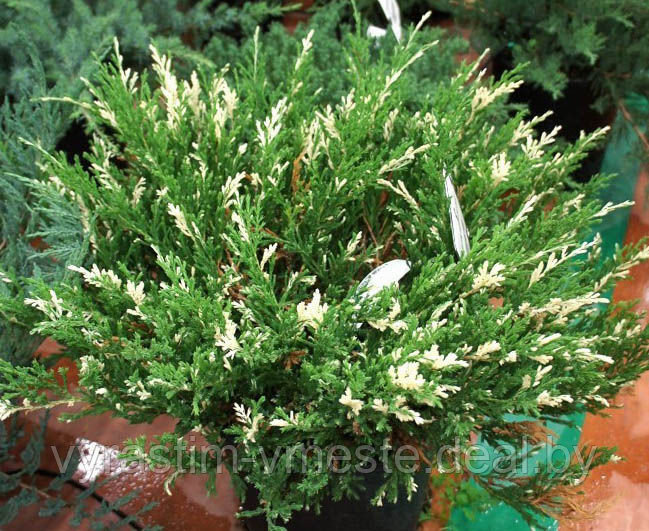 Можжевельник казацкий Вариегата (Juniperus sabina 'Variegata ), С3, диам: 30-40см - фото 1 - id-p48968675